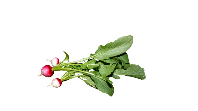 fanes de radis