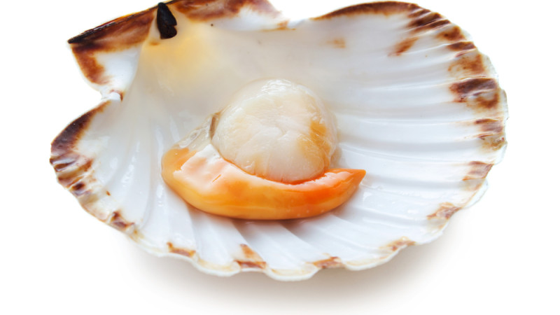 coquille Saint-Jacques