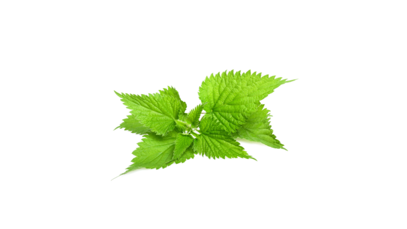 feuilles d'orties