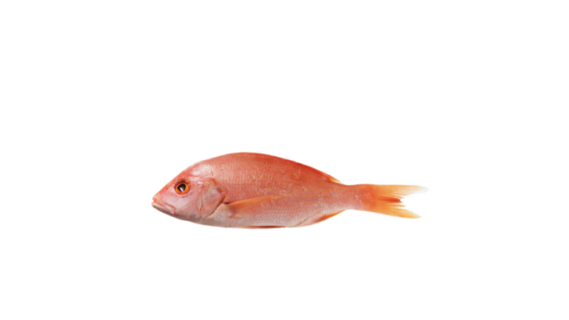 rouget