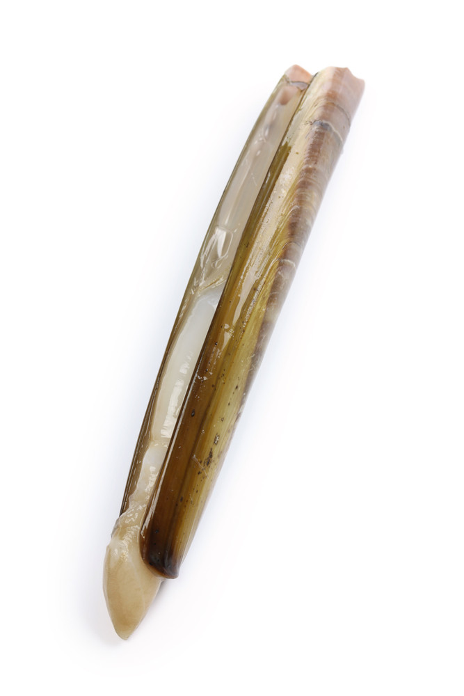 Couteau(x) de mer