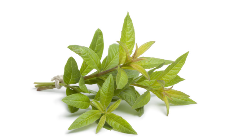Verveine feuille