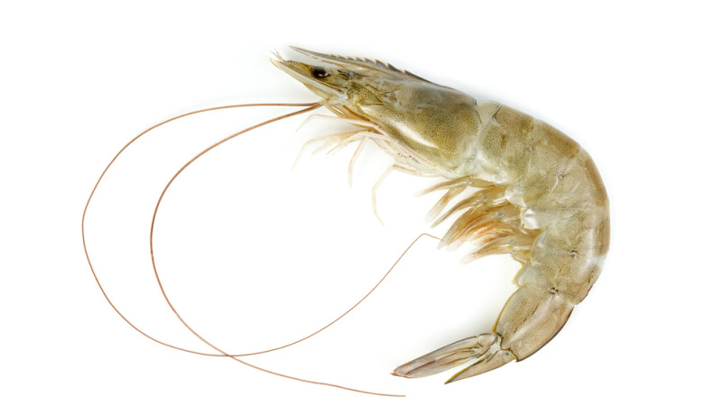Crevettes grises Crevettes grises