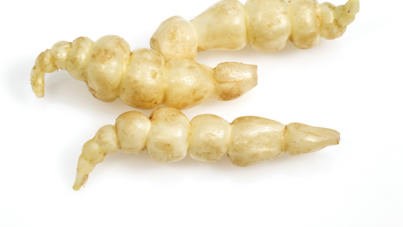 Crosnes
