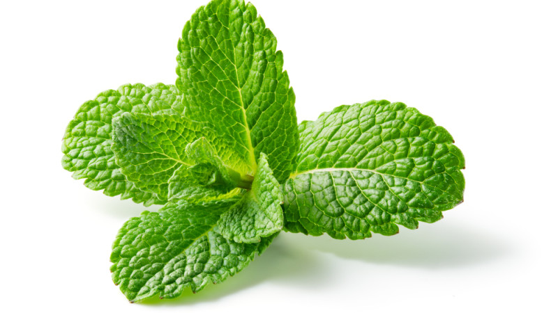 feuille(s) de menthe