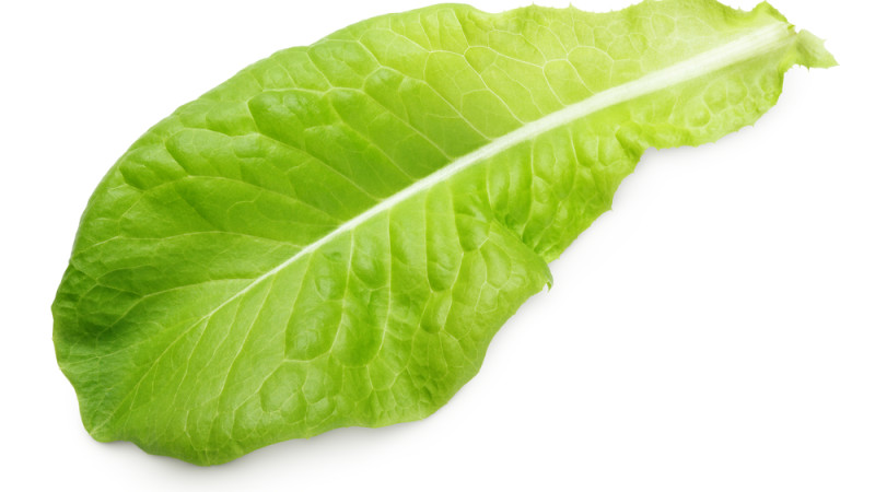feuille(s) de laitue