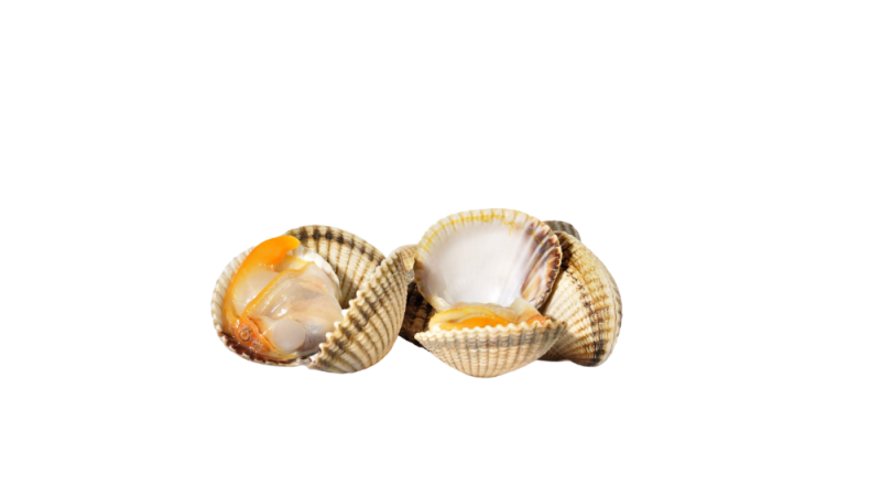 coque(s) (avec coquille)