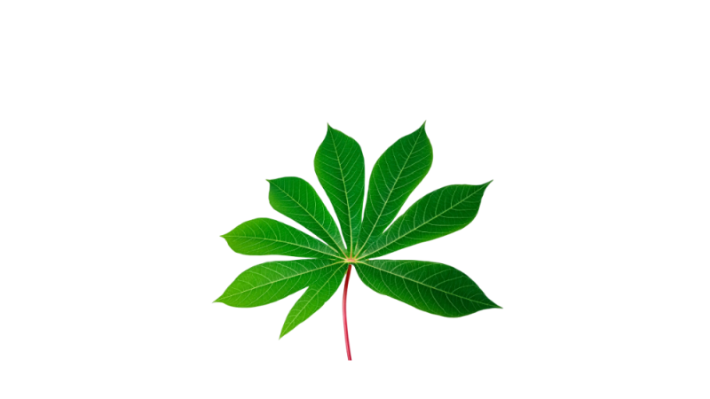 feuille(s) de manioc