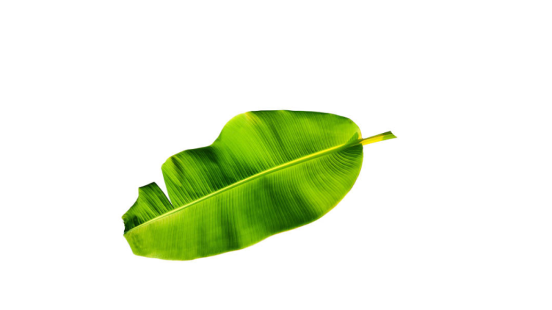 Feuille(s) de bananiers