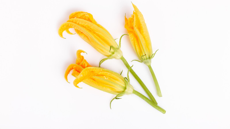 Fleur(s) de courgette