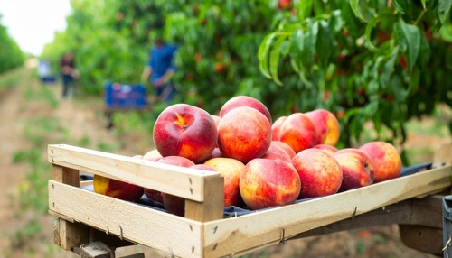 5 bonnes raisons de manger de la nectarine