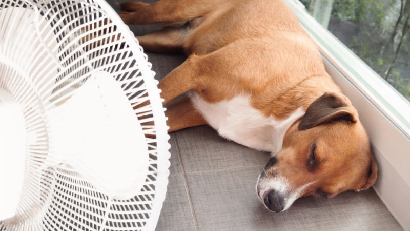 Comment protéger son animal de compagnie de la chaleur ?