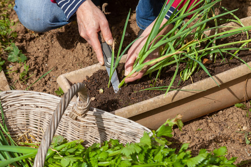 Que semer ou planter en septembre au potager ?