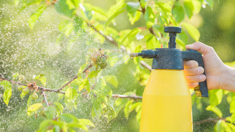 3 recettes d’insecticides naturels
