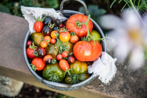 Tomates du jardin : que faire quand on récolte trop ?