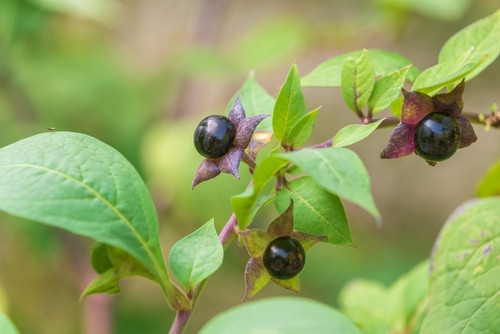 10 plantes toxiques qui ressemblent à des plantes comestibles : attention aux confusions !