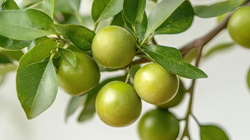 Vrai‑Faux sur les prunes : découvrez ce qui est vrai ou non