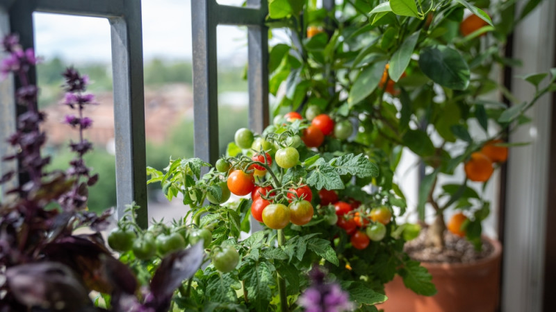 10 légumes à faire pousser sur son balcon
