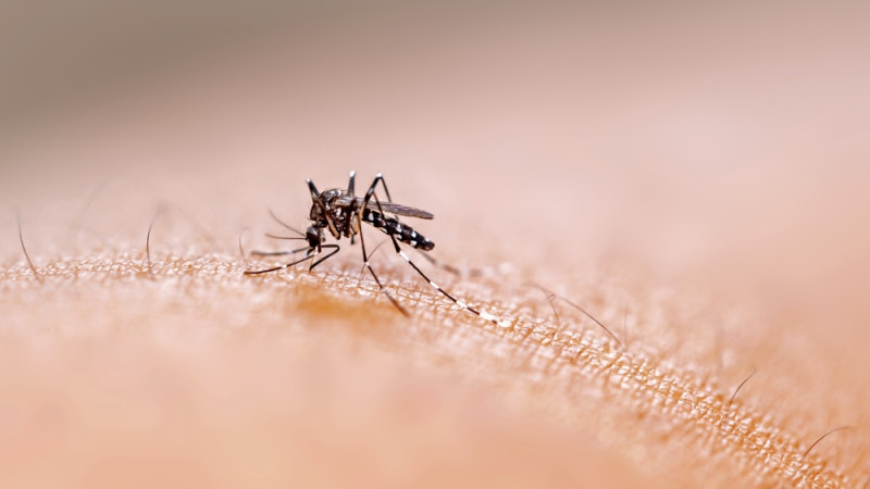 Tout savoir sur le syndrome de Skeeter