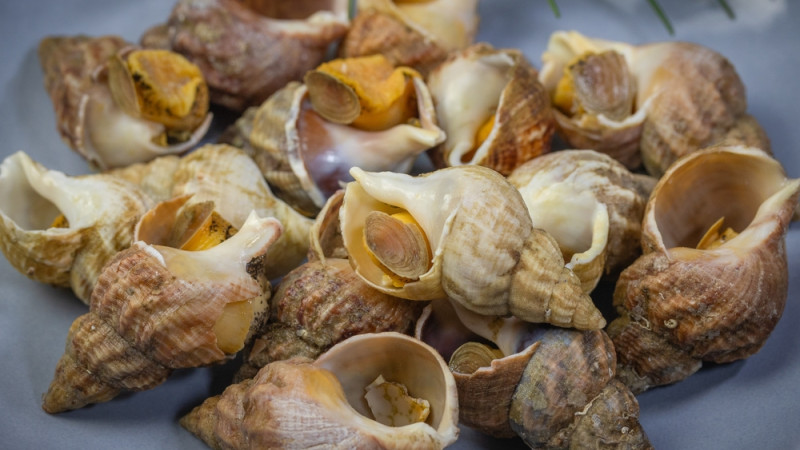 5 bonnes raisons de manger des bulots