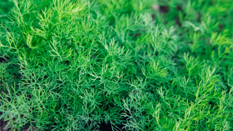 5 erreurs à éviter quand on plante de l'aneth dans son jardin