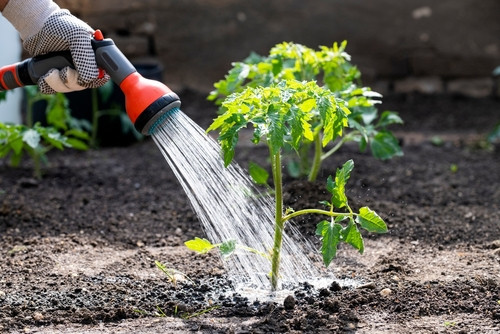 Comment bien arroser son jardin quand il fait chaud ?