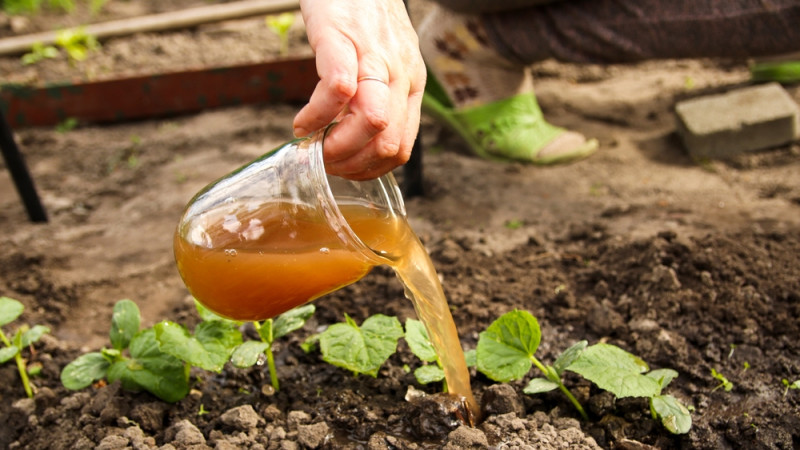engrais potager