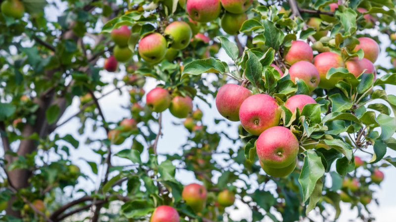 pommier