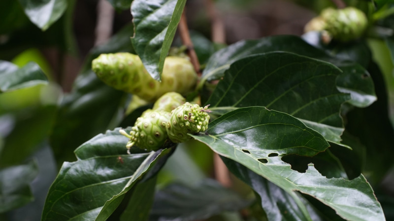 5 bonnes raisons de manger du noni