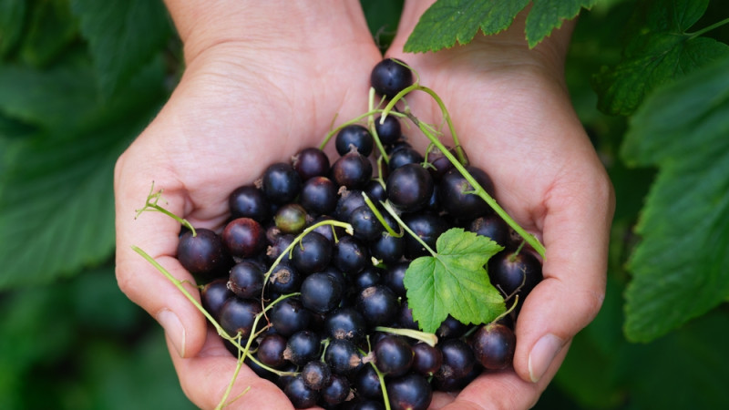 Le cassis est-il calorique ?