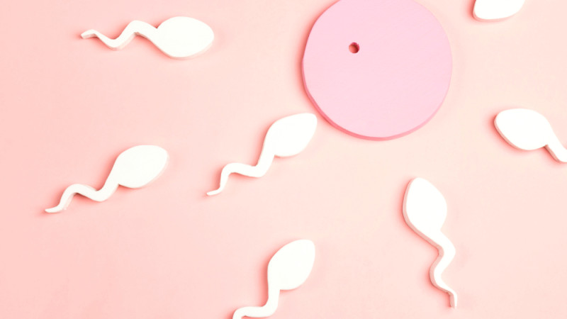 Tout savoir sur la nidation