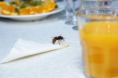 Comment éloigner les guêpes quand on mange dehors : astuces et conseils pratiques