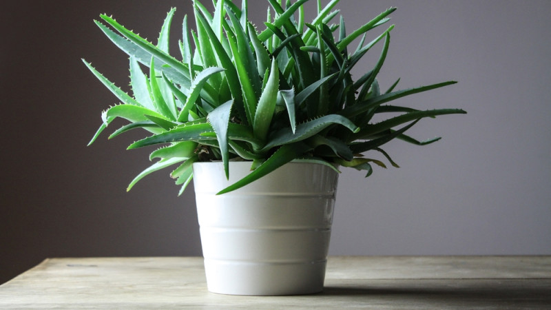 aloe vera plante