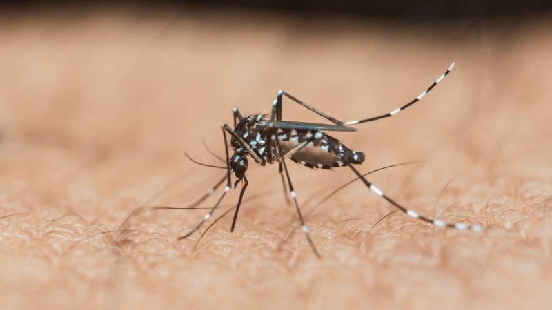 Est-ce que la dengue est dangereuse ?
