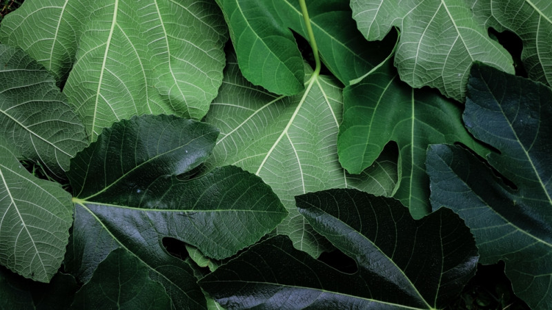 Les bienfaits de l’infusion de feuille de figuier
