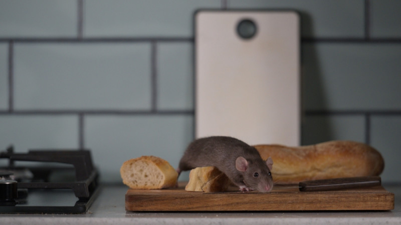 10 aliments qui attirent rats et souris dans votre cuisine