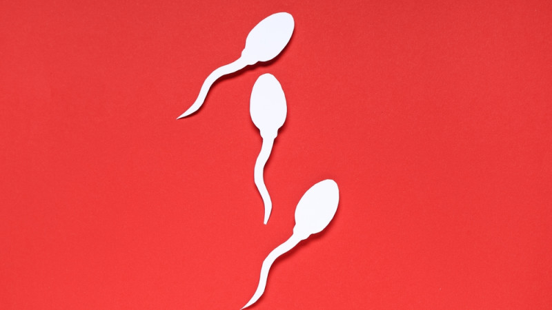 Quelle alimentation augmente la production de spermatozoïdes ?