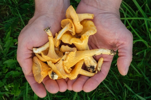 Guide complet des champignons cosmétibles
