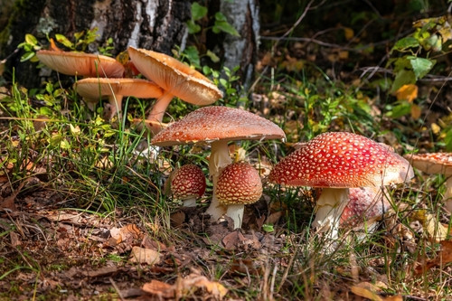 10 variétés de champignons toxiques ou mortels