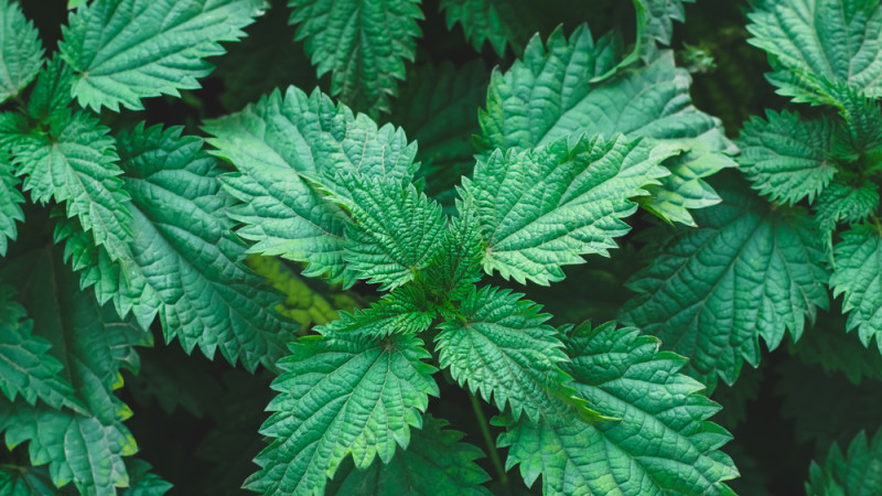 5 plantes pour renforcer ses os