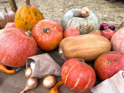 Quelle est la courge la plus saine à manger ?