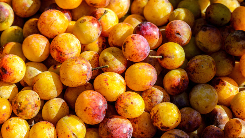 mirabelles