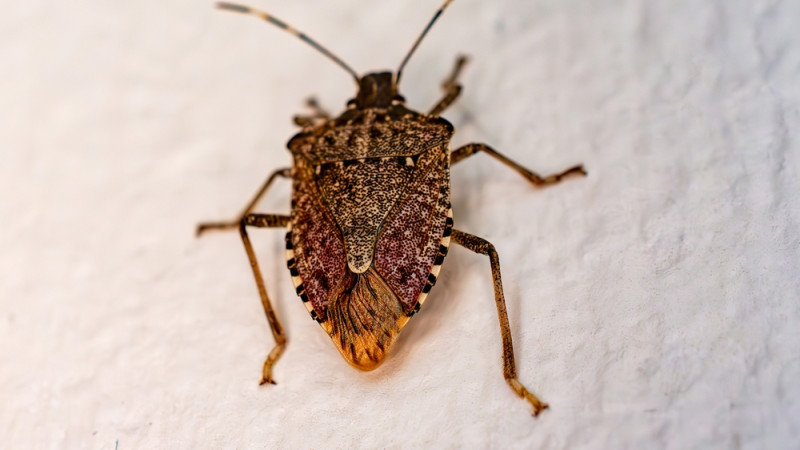 Comment se débarrasser des punaises des bois ?