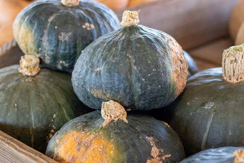 La courge buttercup : un trésor d’automne à redécouvrir