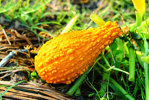 Les bienfaits de la courge kabocha : la douceur japonaise qui fait du bien à tout le corps