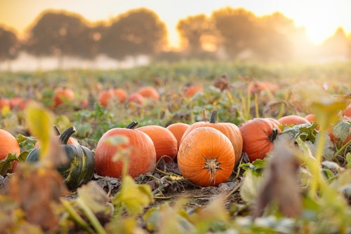 La méthode des anciens pour conserver vos courges parfaites tout l’hiver