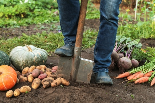 Jardin : tout ce qu’il faut absolument faire en automne 