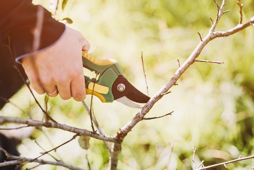 Jardin : quels arbres tailler en automne et pourquoi ?