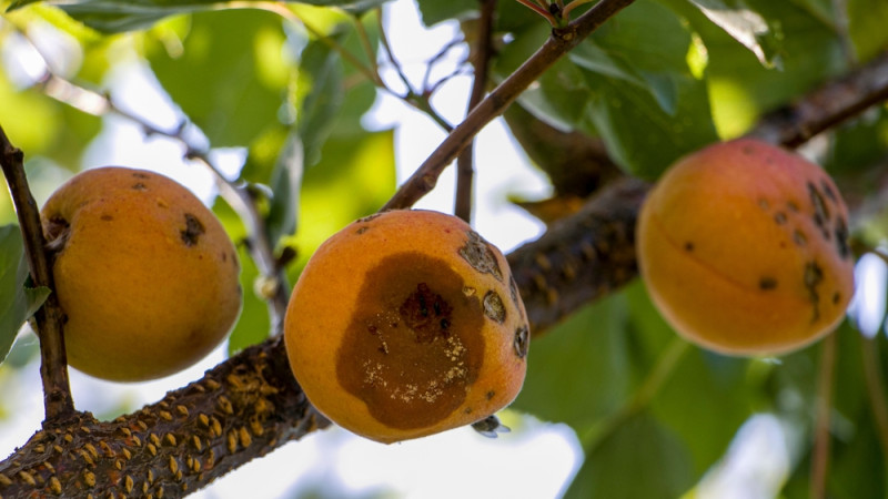 abricots abimés