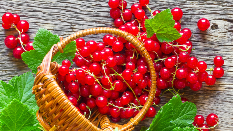 La groseille est-elle calorique ?